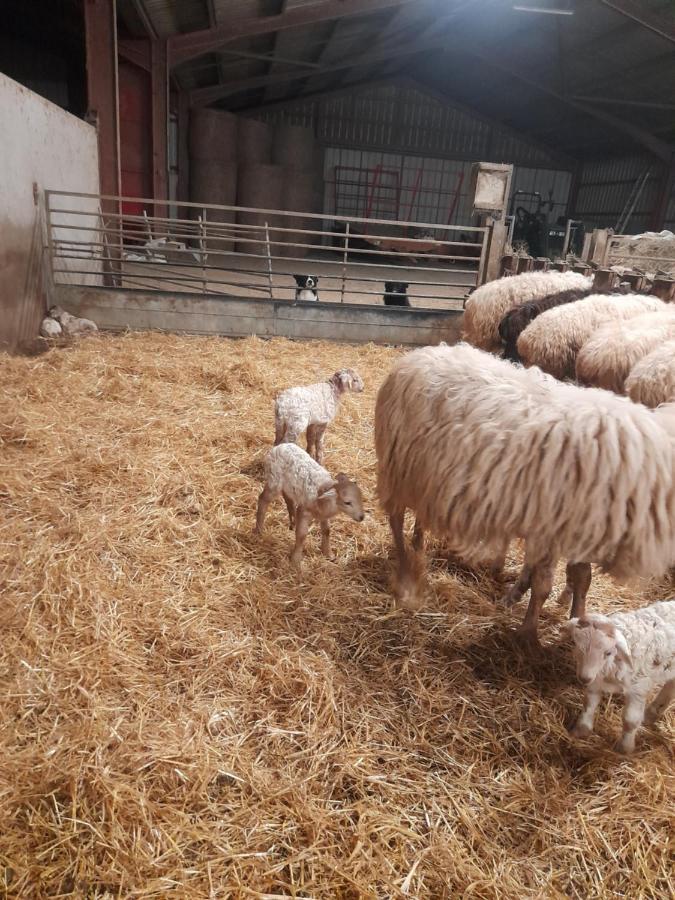 Gite A La Ferme Larranda Suhescun Bagian luar foto
